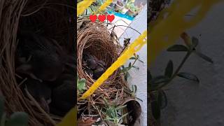 Nestlings 🐦🐥🐦 sacrifice lovestory of mother safe amazingfacts birds youtubeshorts [upl. by Eimilb]