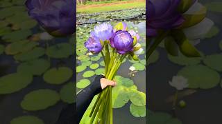 Beautiful Unique Water Lily satisfying flowers naturelovers [upl. by Rooke]