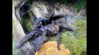 Chilobrachys dyscolus sp blue Rehouse and care [upl. by Cohlette]