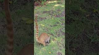 🌴Coatí en acción wildlife coatí tejón pizote antón nature animals bahiaprincipe [upl. by Pfaff]