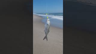 Bluefish are biting along the Space Coast Bait cut mullet and whiting tight lines [upl. by Hooge]