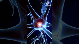 Neurone synapses in our brain viralshort trendingshorts medicalstudent youtubeshorts trend [upl. by Gettings]