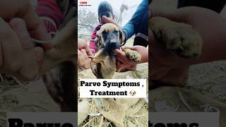 Parvo Symptoms And Treatment 🐶  379 [upl. by Kirkpatrick636]