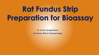 Rat Fundus Strip Preparation for Bioassay [upl. by Sezen]