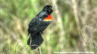 RedWinged Blackbird Song and Display [upl. by Fermin]