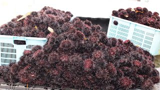 Japan Sea Urchin Farming  Sea Urchin Harvest and Processing  Sea Urchin Raising indoor [upl. by Dunaville]