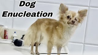 Enucleation Surgery Canine Removal of Eyeball Orbital Exenteration  Dog Eye Surgery vetsurgery [upl. by Notfa]