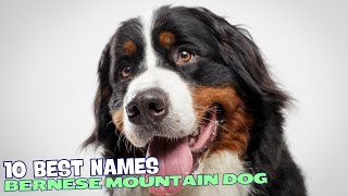 🐾 10 Best Names for Bernese Mountain Dogs 🐕 [upl. by Irak]