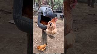 Amazing Chicken Farming 😱 shorts farming [upl. by Fenn]