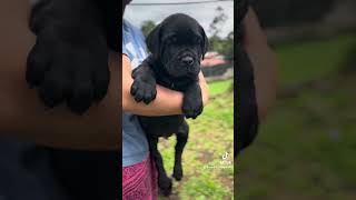 CACHORROS CANE CORSO [upl. by Augustine]