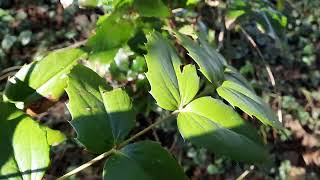 Mahonia nervosa vs aquifolium [upl. by Yedorb]