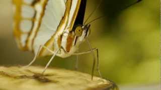 Malachite Siproeta stelenes Syn Nymphalis stelenes or Papilio stelenes Ƹ̵̡Ӝ̵̨̄Ʒ﻿ [upl. by Adnohsak]