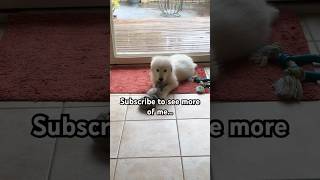 Maremma Puppy Play🐶 [upl. by Norina]