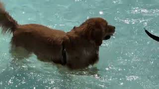 Highlights of the Pooch Plunge 2024 [upl. by Eivol]