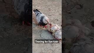 pigeon viral short dil ka koi tukda kabhi [upl. by Rajewski953]