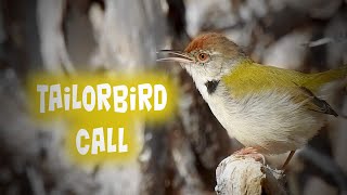 SOUND of Common Tailorbird Bird calls Indian birds Bird sounds birdcalls [upl. by Hepzi]