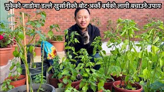 Dalle Khursani  Taking Chilli Pepper Plants Inside For Overwintering  Akabare  Nepali Family UK [upl. by Hugibert]