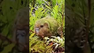 Kakapo rare and unique parrot 🦜 science facts [upl. by Eelrihs28]