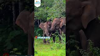 Kerala  honeymoondestination travel kerala Honeymoon in Kerala honeymoon zenithholidays [upl. by Ynnij]