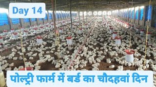 Day 14th of Broiler Poultry Farming  Broiler Chicken Farming [upl. by Hairaza722]