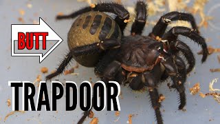 The Basal Trapdoor Spider Video  Liphistius species subscribe [upl. by Ahsilak]