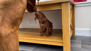 5 weeks old Hungarian Vizsla puppies playing with their 2 years old sister 😃 🏴󠁧󠁢󠁳󠁣󠁴󠁿 [upl. by Laroy105]