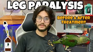 Alexandrine Parakeet Baby Legs Paralysis  Complete Treatment  Raja Nayne [upl. by Ocnarf]