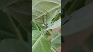 Catapillar to cocoons 🐛🦋 process bonnyandfamily nature yt butterfly [upl. by Obed]