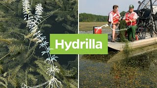 Hydrilla Hydrilla verticillata  Plant Identification [upl. by Ani]