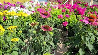 Echinacea GreenTwister Coneflower  EYECATCHING UNIQUE Vivid Pink amp PistachioGreen Flowers🌸 [upl. by Niwri933]