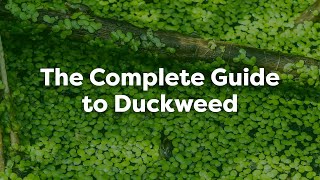 The Complete Guide to Duckweed in Ponds Removal Prevention amp More [upl. by Ssac894]