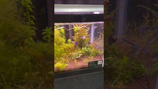 These Guppies  Wow shorts fishkeeper guppy fishkeeping aquarium fishtank [upl. by Gaven216]