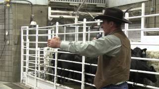 Stockmanship with Curt Pate  Part 1 [upl. by Ainahpets]