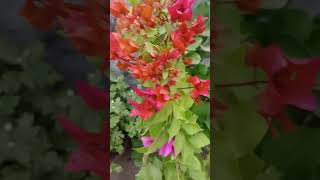 Bougainvallea flower  Red Bougainvallea plant bougainvallia gardenplants shorts [upl. by Laurent]