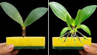 Place a sponge at the base the Rootless Orchid revives instantly and blooms [upl. by Leidba]