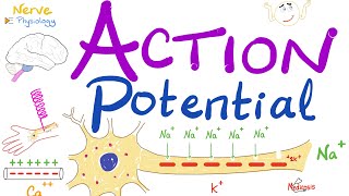 Action Potential  Most COMPREHENSIVE Explanation  Nerve Physiology [upl. by Arihat]