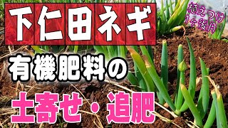 5【下仁田ネギ 栽培】4・5月の土寄せ・追肥のポイント→有機肥料でやります【家庭菜園】植え付け1ヶ月後に1回目します【米ぬか】【腐葉土】【ワラ】 [upl. by Octavus]