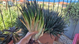 take out aloe aristata it has a lots of babies [upl. by Alieka]