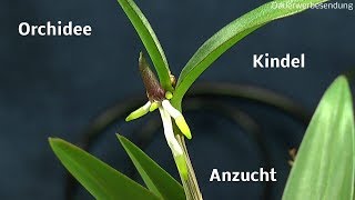 Die Welt der Orchideen Kindel teilen und Pflege der Orchidee [upl. by Hali]