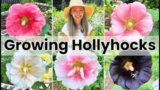 Growing HOLLYHOCKS from SEED to FLOWERS time lapse [upl. by Arel]