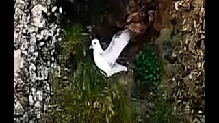 The Artic Fulmar Chicks first flight Safe travel and God speed Sept 2 2024 [upl. by Eceerehs700]