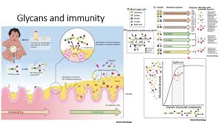 Glycans and Immunity Code 415 [upl. by Icyak]