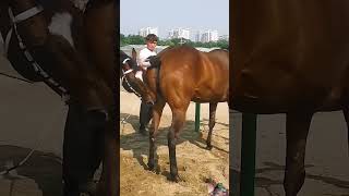 Horses horse equestrian horseracing horselover horseriding funny koidunyaeatamenahihamtatera [upl. by Jocelyn]