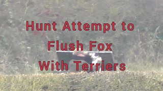 Hunt Attempts to Flush Fox With Terriers [upl. by Genni470]