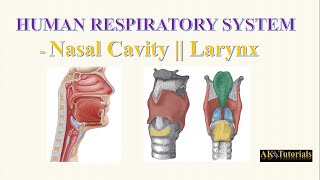 Lec 01 Nasal Cavity amp Larynx  Human Respiratory System [upl. by Mariejeanne]