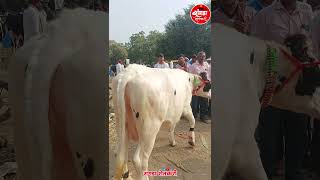 सांगोला बाजारातील 75000 ची गाई 😀sangolabazar cow dairyfarming [upl. by Arbmik]