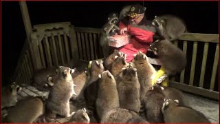 Mobbed by Raccoons 25 Tuesday Night 03 Nov 2020 [upl. by Kopple]