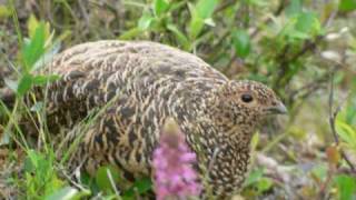 Willow Ptarmigan the Alaska State Bird in Denali National Park [upl. by Ellehcsar]