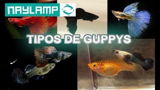 TIPOS DE GUPPYS  todas la variedades de peces Guppys  Por Aleta y por Color [upl. by Rivy432]