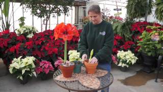 How to Grow Amaryllis Bulbs Indoors [upl. by Ailedroc]